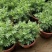 臭草驱蚊草盆栽芸香草植物室外阳台菜园四季花苗食用臭艾