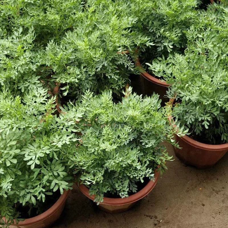 臭草驱蚊草盆栽芸香草植物室外阳台菜园四季花苗食用臭艾