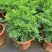 臭草驱蚊草盆栽芸香草植物室外阳台菜园四季花苗食用臭艾