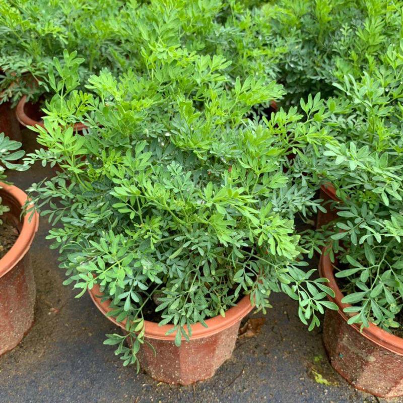 臭草驱蚊草盆栽芸香草植物室外阳台菜园四季花苗食用臭艾