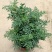 臭草驱蚊草盆栽芸香草植物室外阳台菜园四季花苗食用臭艾