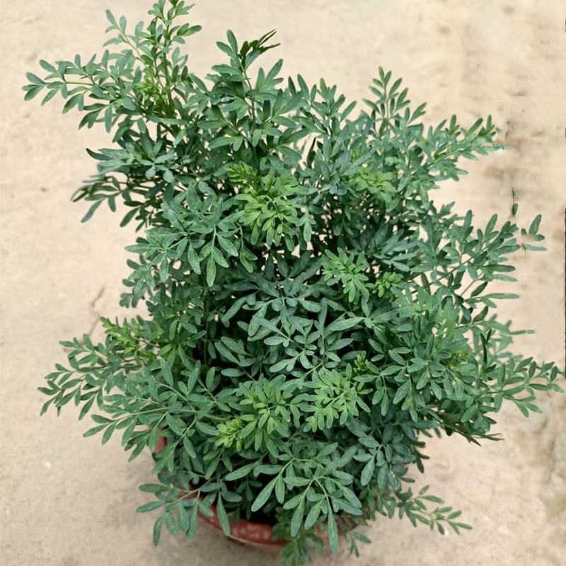 臭草驱蚊草盆栽芸香草植物室外阳台菜园四季花苗食用臭艾