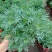 臭草驱蚊草盆栽芸香草植物室外阳台菜园四季花苗食用臭艾