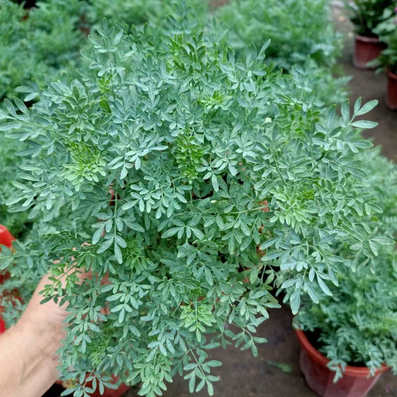 臭草驱蚊草盆栽芸香草植物室外阳台菜园四季花苗食用臭艾