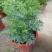 臭草驱蚊草盆栽芸香草植物室外阳台菜园四季花苗食用臭艾