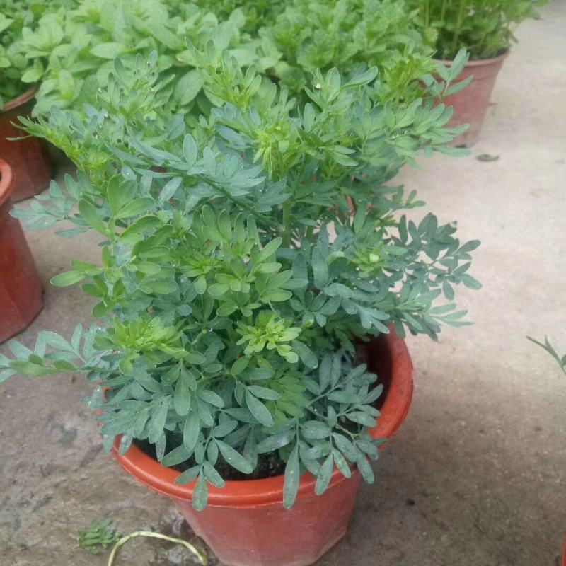 臭草驱蚊草盆栽芸香草植物室外阳台菜园四季花苗食用臭艾