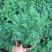 臭草驱蚊草盆栽芸香草植物室外阳台菜园四季花苗食用臭艾