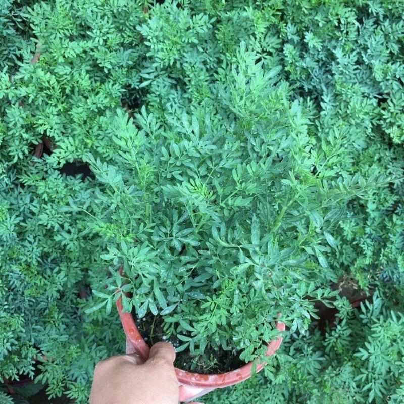 臭草驱蚊草盆栽芸香草植物室外阳台菜园四季花苗食用臭艾