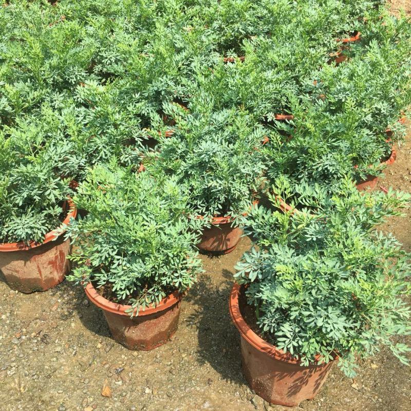 臭草驱蚊草盆栽芸香草植物室外阳台菜园四季花苗食用臭艾