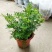 臭草驱蚊草盆栽芸香草植物室外阳台菜园四季花苗食用臭艾