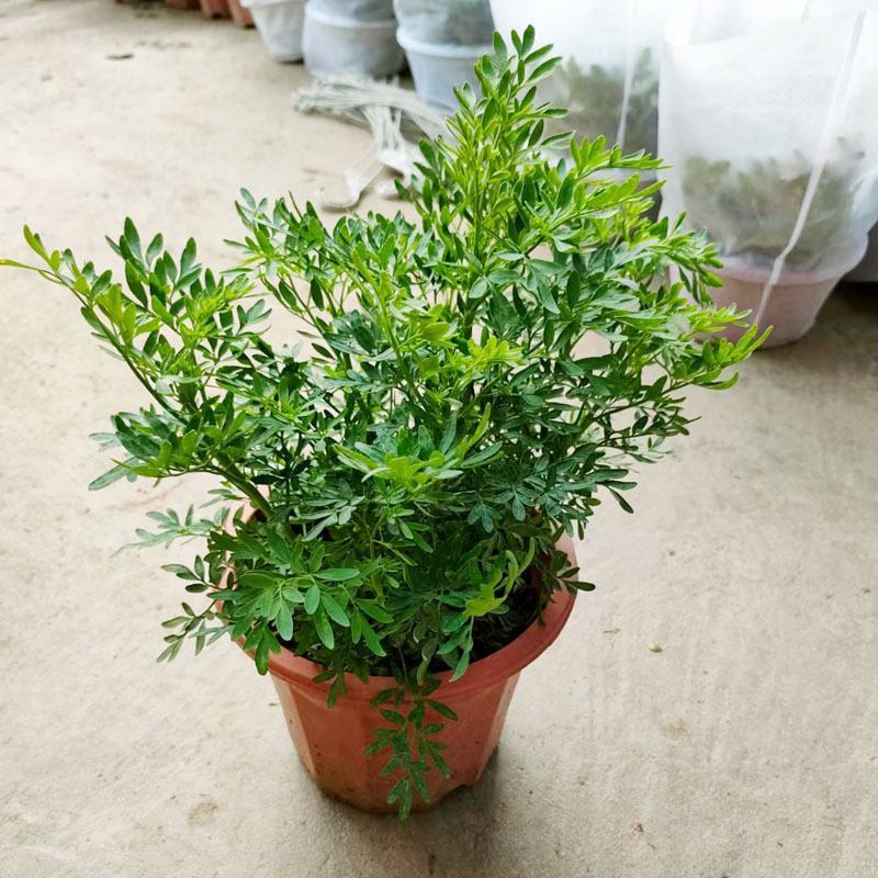 臭草驱蚊草盆栽芸香草植物室外阳台菜园四季花苗食用臭艾