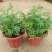 臭草驱蚊草盆栽芸香草植物室外阳台菜园四季花苗食用臭艾