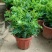 臭草驱蚊草盆栽芸香草植物室外阳台菜园四季花苗食用臭艾