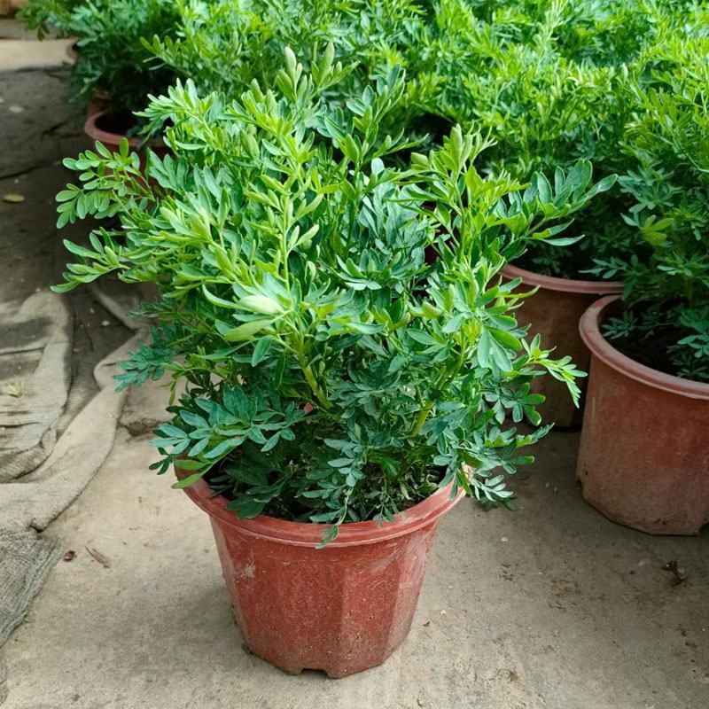 臭草驱蚊草盆栽芸香草植物室外阳台菜园四季花苗食用臭艾