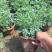 臭草驱蚊草盆栽芸香草植物室外阳台菜园四季花苗食用臭艾