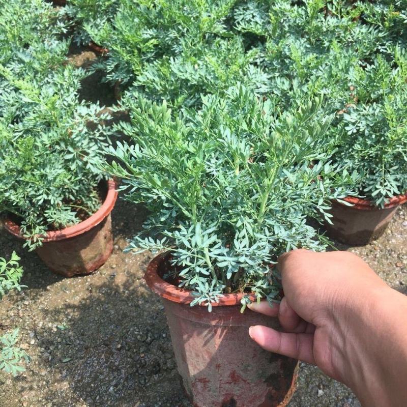 臭草驱蚊草盆栽芸香草植物室外阳台菜园四季花苗食用臭艾