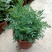臭草驱蚊草盆栽芸香草植物室外阳台菜园四季花苗食用臭艾