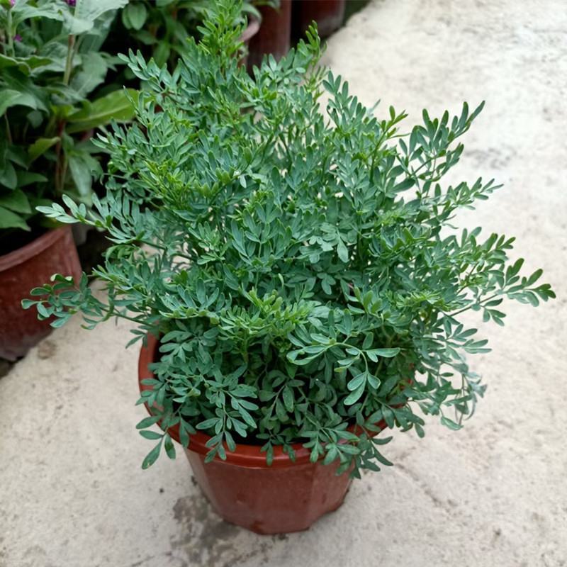臭草驱蚊草盆栽芸香草植物室外阳台菜园四季花苗食用臭艾