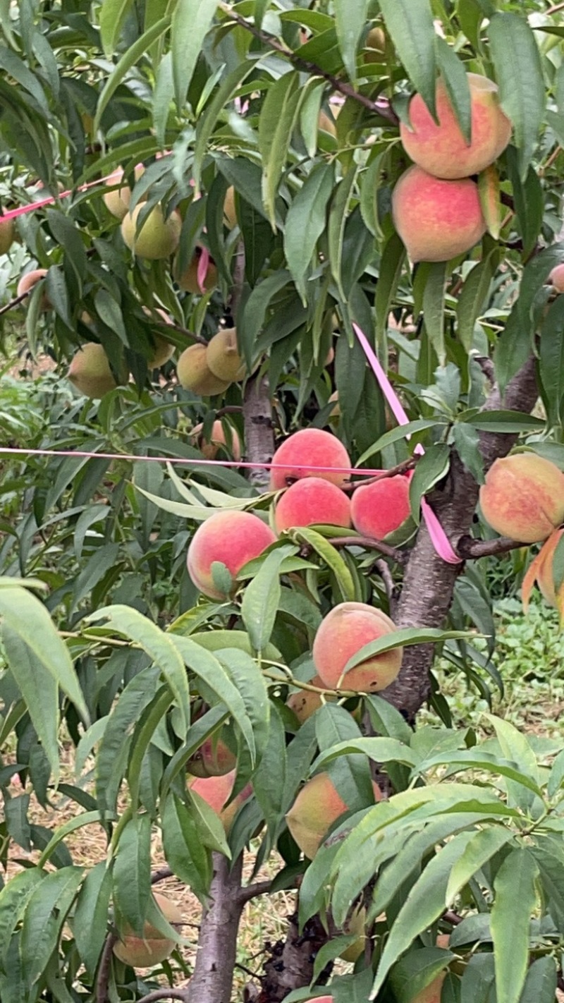 中秋蜜桃🍑上市了