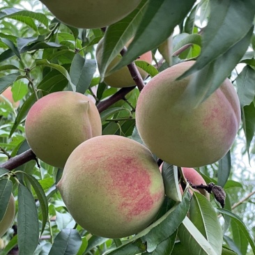 中秋蜜桃🍑上市了
