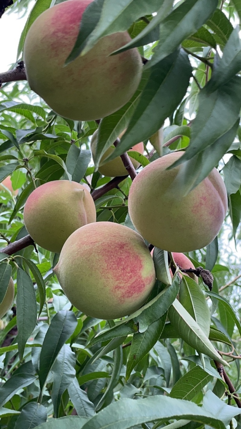 中秋蜜桃🍑上市了