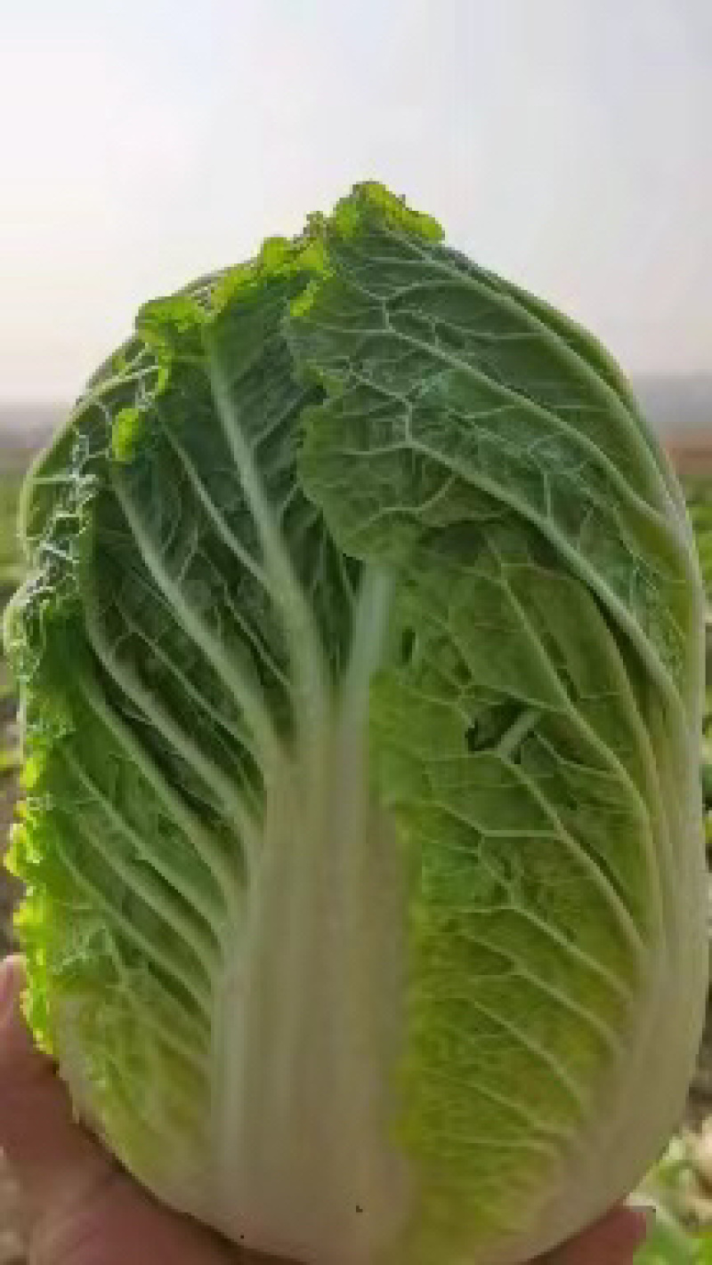 扶余市白菜大量上市，杠菜，包心菜，质量杠杠的