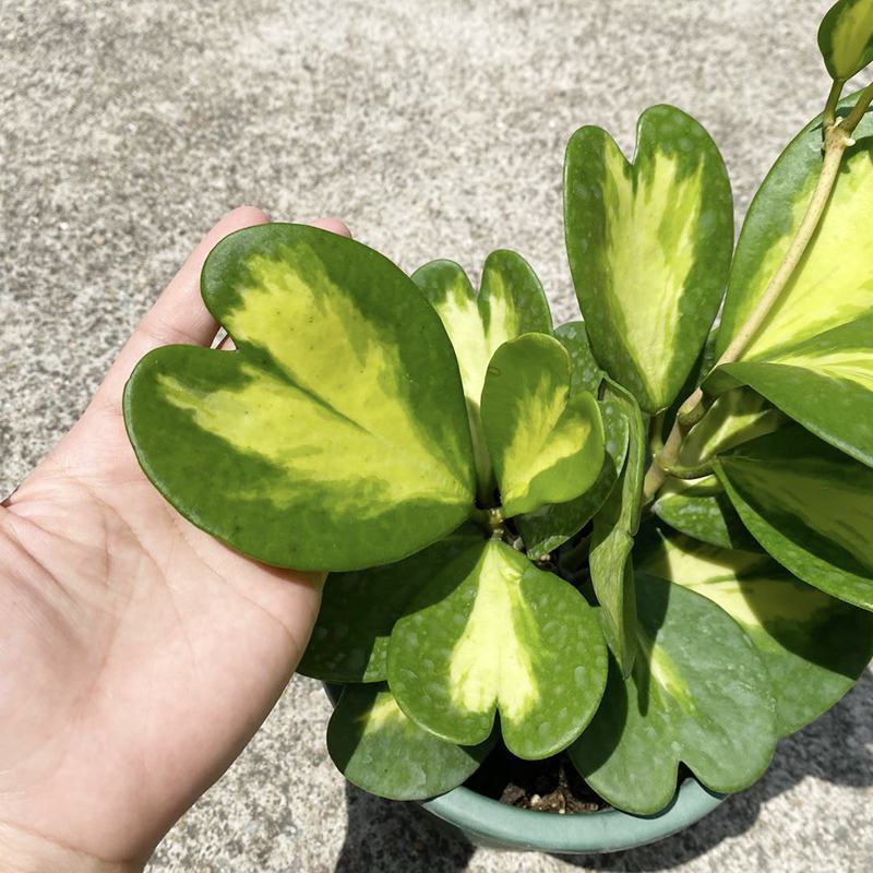 心叶球兰内锦新品室内观叶热带植物绿植盆栽好养ins风爱心