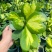 心叶球兰内锦新品室内观叶热带植物绿植盆栽好养ins风爱心