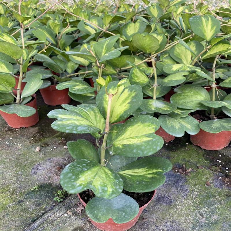 心叶球兰内锦新品室内观叶热带植物绿植盆栽好养ins风爱心