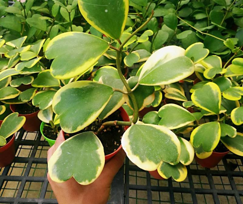 心叶球兰内锦新品室内观叶热带植物绿植盆栽好养ins风爱心