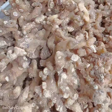 黄精鸡头黄精甜黄精鲜黄精