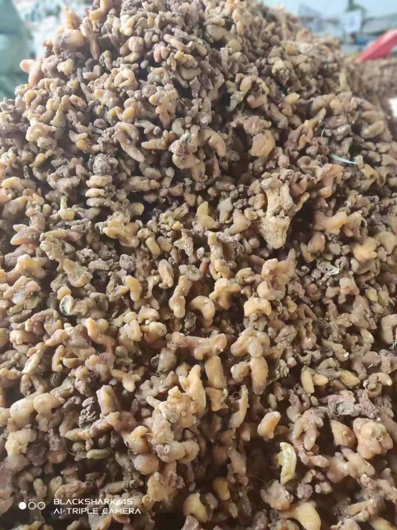 黄精鸡头黄精甜黄精鲜黄精