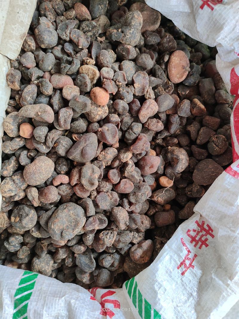 中药材土贝母贝母无硫无提取地苦胆