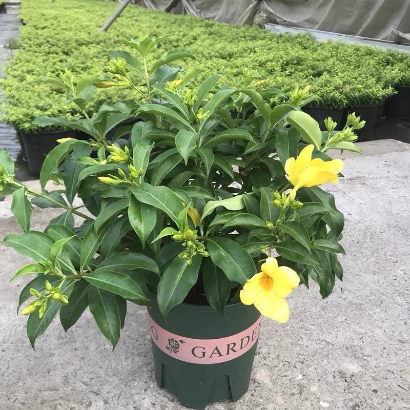 紫蝉花盆栽苗阳台庭院花朵鲜艳净化空气植物四季开花金蝉黄蝉