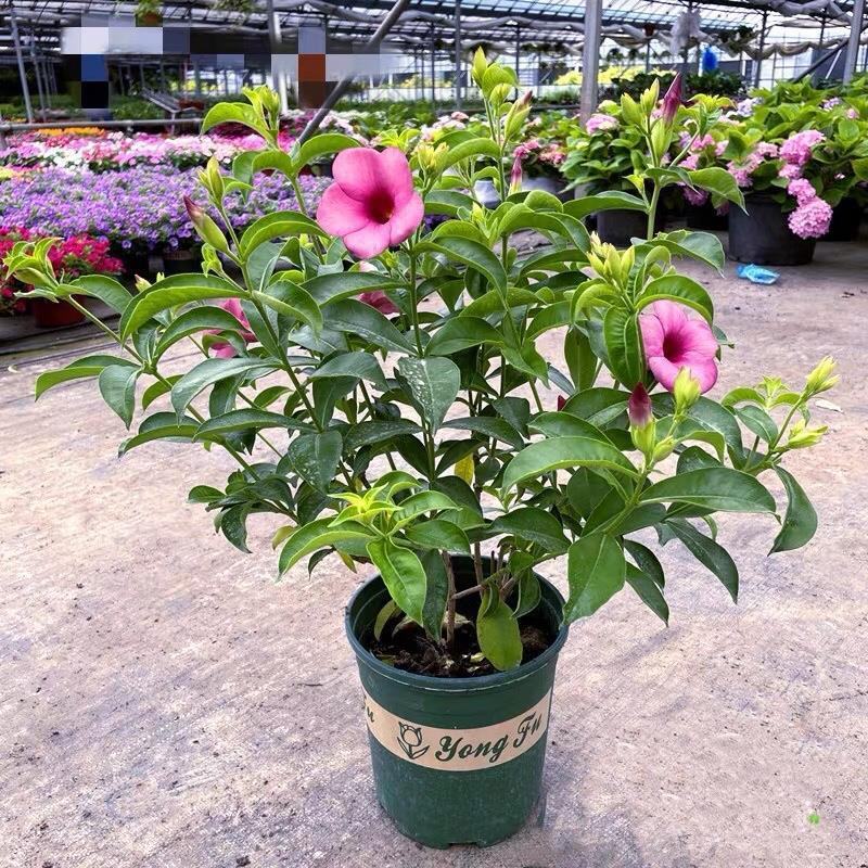 紫蝉花盆栽苗阳台庭院花朵鲜艳净化空气植物四季开花金蝉黄蝉