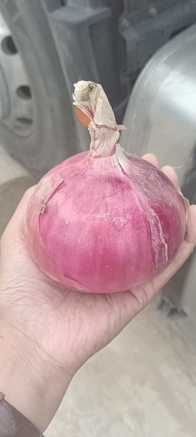 大量供应内蒙红美，冷库河东，河西基地洋葱