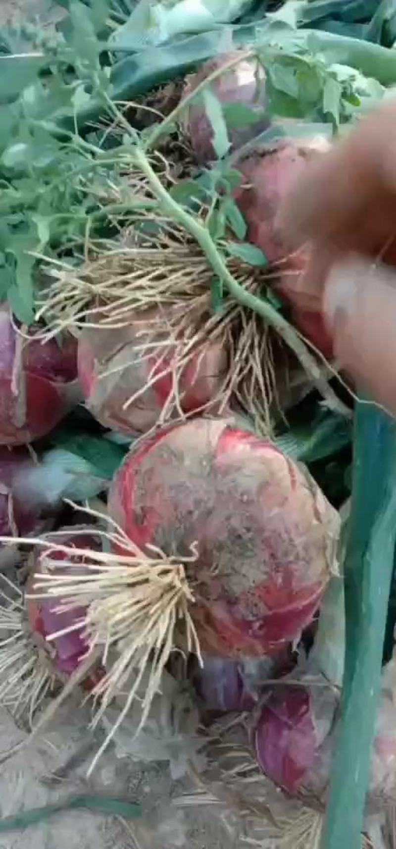 大量供应内蒙红美，冷库河东，河西基地洋葱