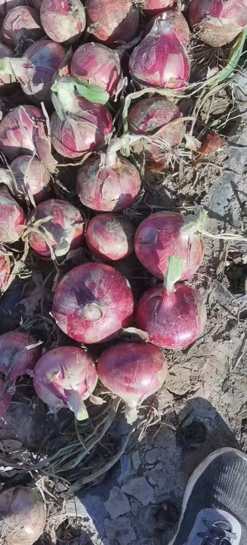 大量供应内蒙红美，冷库河东，河西基地洋葱