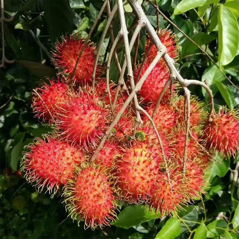 泰国红毛丹树苗毛荔枝毛龙眼果树苗南方种植北方种植当年结果