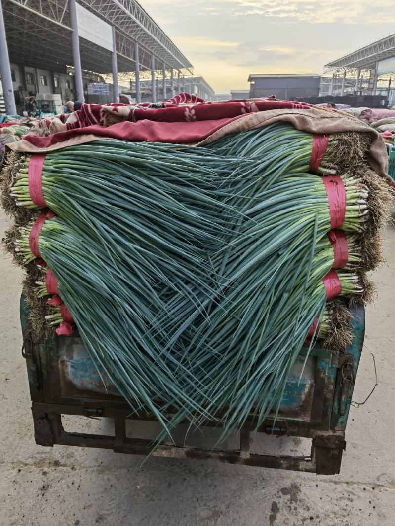 精品香葱大量有货质量保证有需要的老板下单