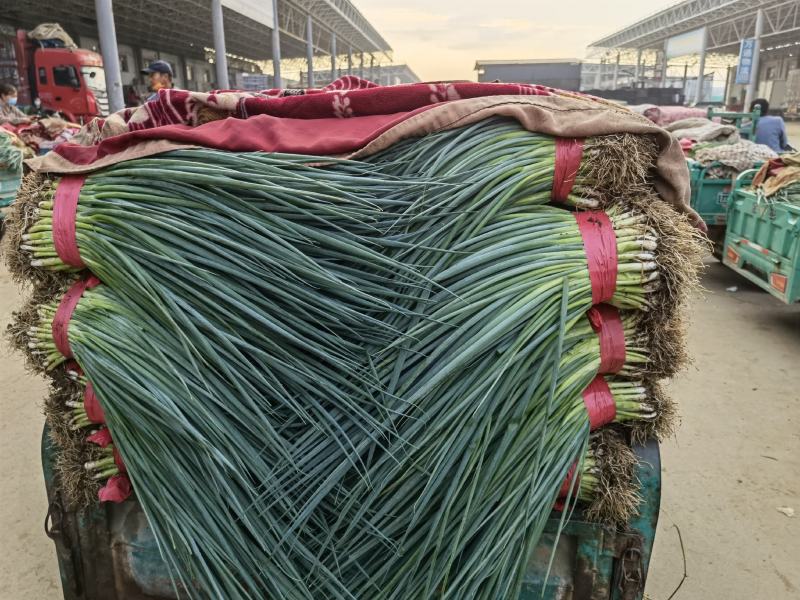 精品香葱大量有货质量保证有需要的老板下单