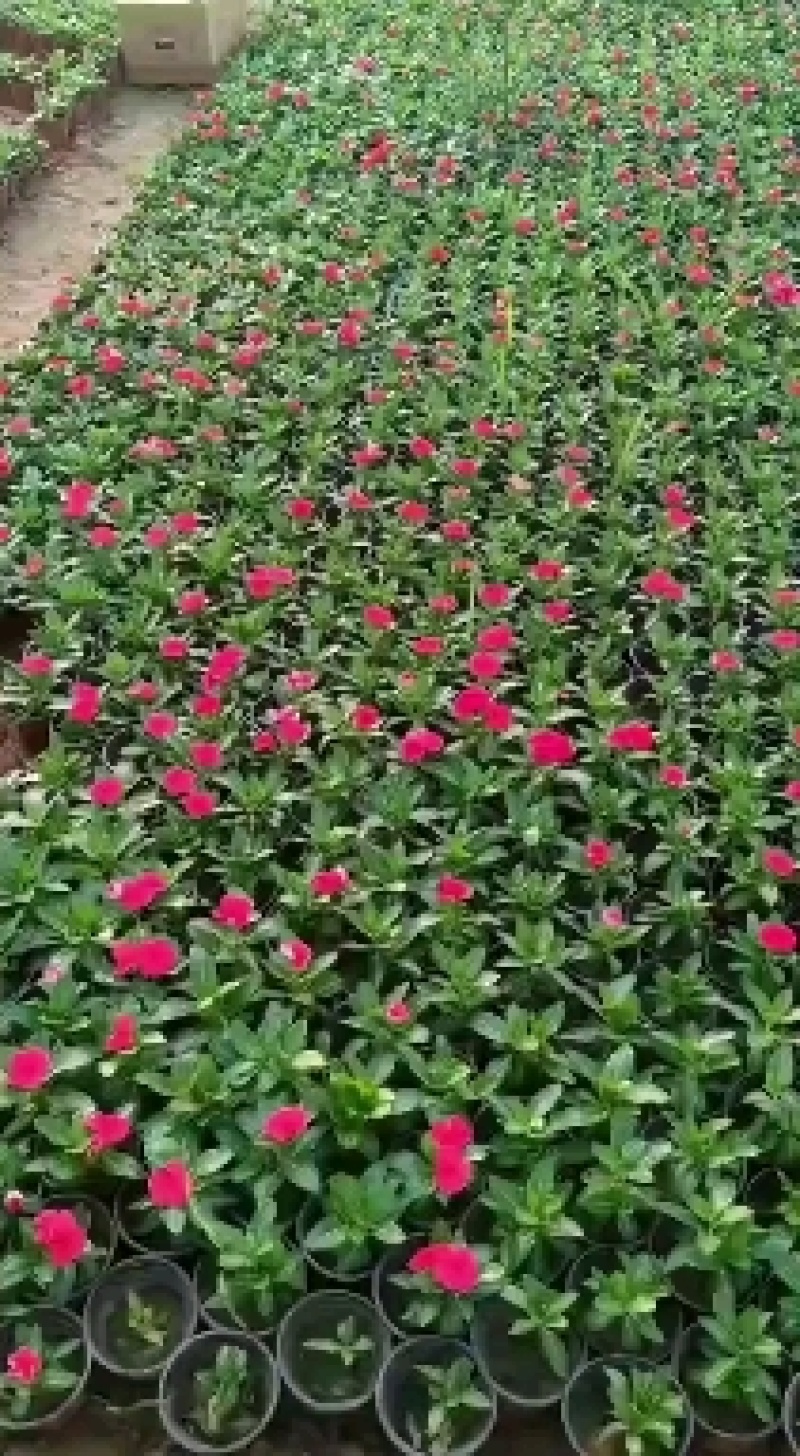 天天开长春花基地直供一手货源，量大从优，欢迎咨询