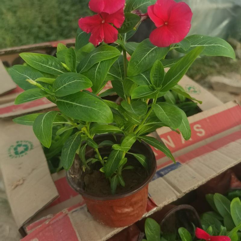 天天开长春花基地直供一手货源，量大从优，欢迎咨询