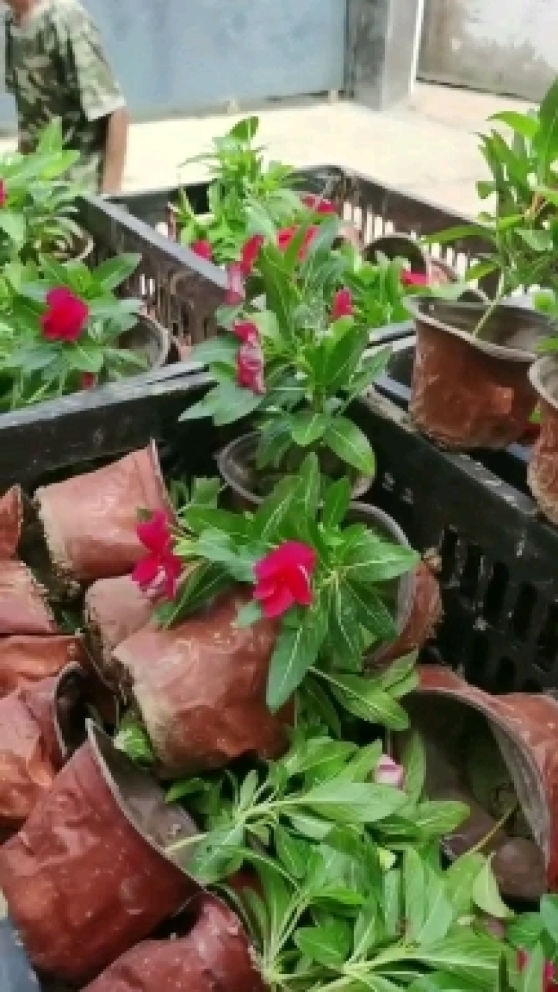 天天开长春花基地直供一手货源，量大从优，欢迎咨询