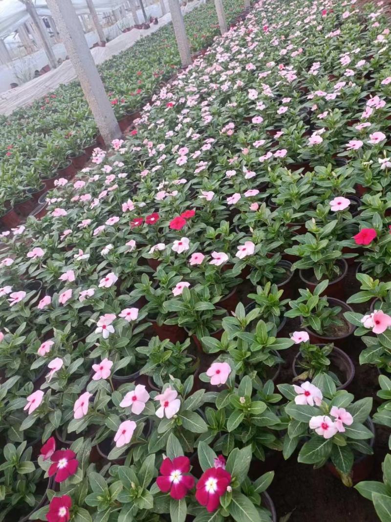 天天开长春花基地直供一手货源，量大从优，欢迎咨询