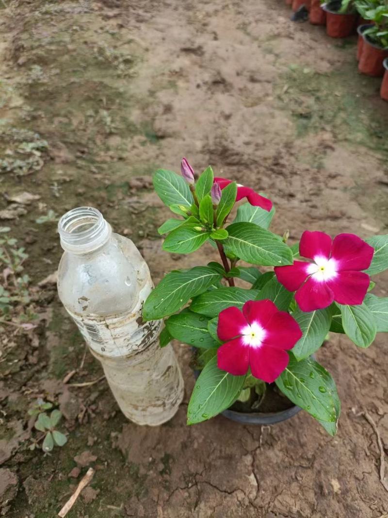 天天开长春花基地直供一手货源，量大从优，欢迎咨询