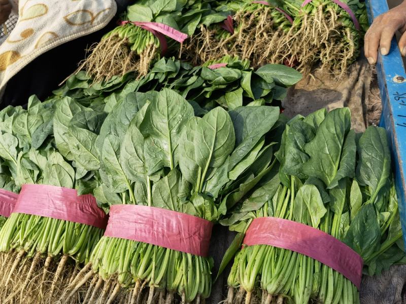 精品菠菜现在是露天种植叶面好颜色绿大量有货