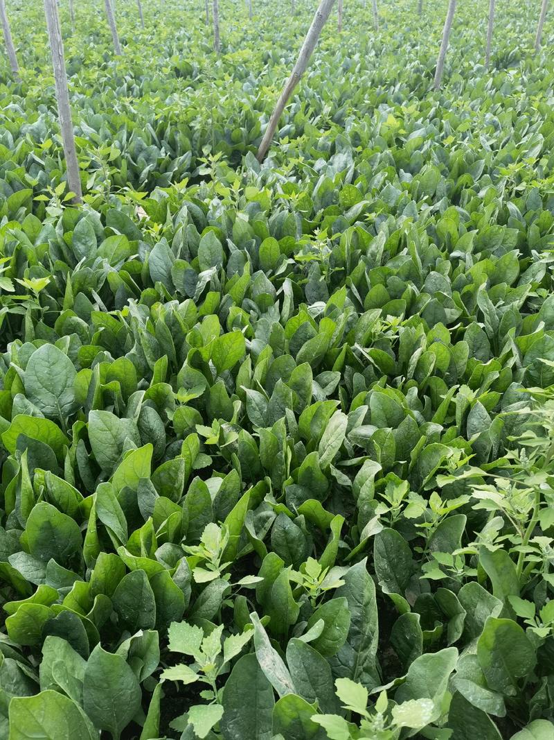 精品菠菜现在是露天种植叶面好颜色绿大量有货