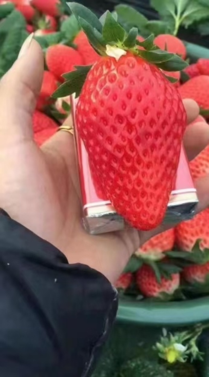 越秀草莓苗草莓苗脱毒根系发达粗壮现挖现发送技术包活