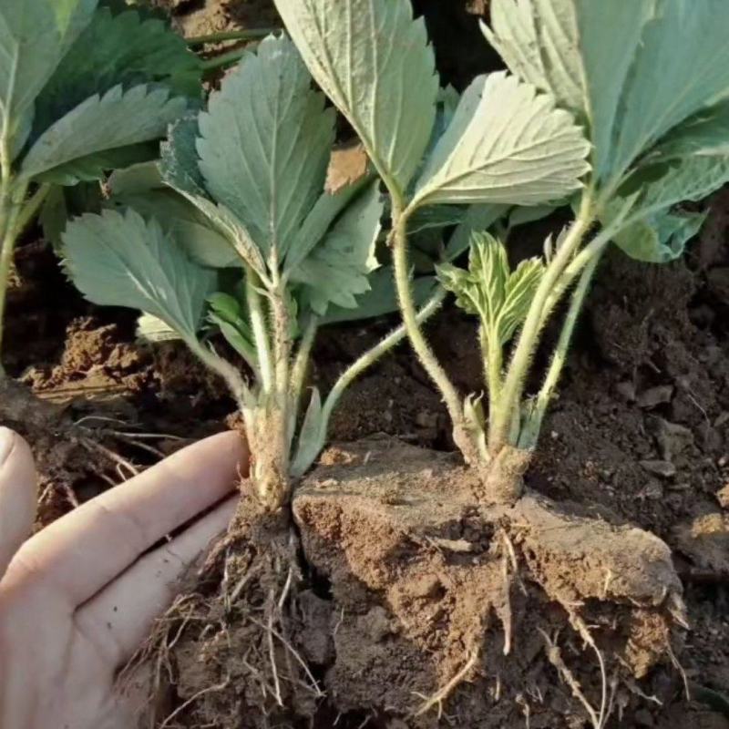 宁玉草莓苗脱毒育苗根系发达送技术包活草莓苗